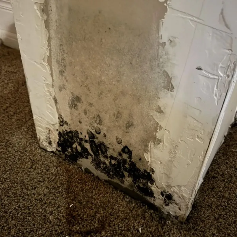 Professional Mold Removal in Deltana, AK